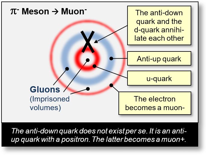 Decay of a pion- to a muon in a concentric scheme