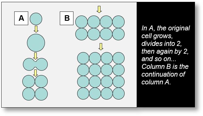 The replication process is the most probable scenario